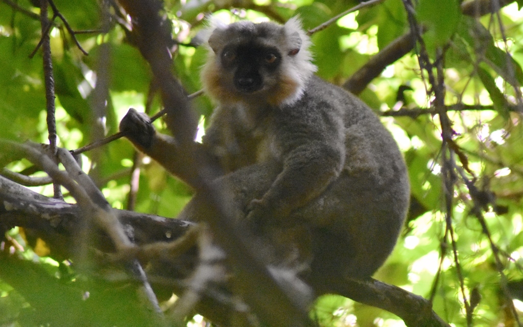 Sanford's Brown Lemur