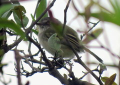 Hemitriccus margaritaceiventer