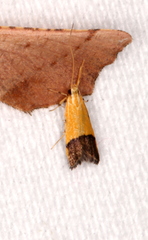 Crocanthes micradelpha