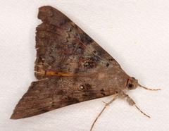 Oxyodes tricolor