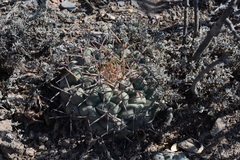 Thelocactus hexaedrophorus hexaedrophorus