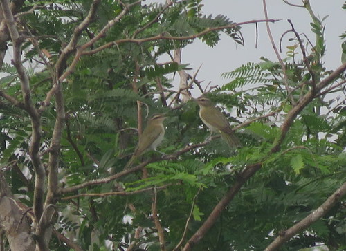 Chivi Vireo (Vireo chivi), photo 8