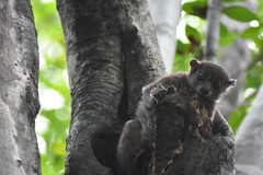 Lepilemur ankaranensis