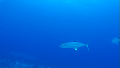 Scomberomorus regalis