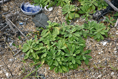 Cyanthillium maritimum