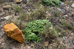 Cyanthillium maritimum