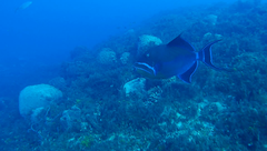 Balistes vetula