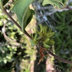 Vangueria macrocalyx