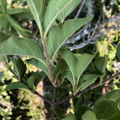 Vangueria macrocalyx