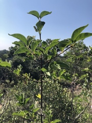 Vangueria macrocalyx
