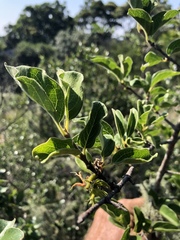 Vangueria macrocalyx