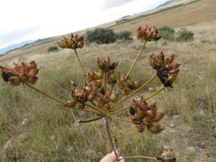 Lichtensteinia trifida