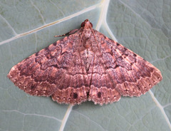 Diatenes aglossoides