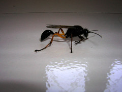 Sceliphron coromandelicum