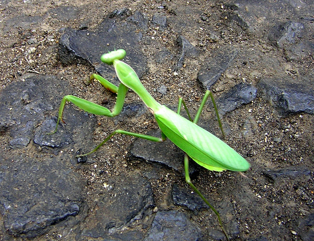 Lesser Sundas Giant Mantis
