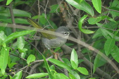 Myiothlypis leucoblephara