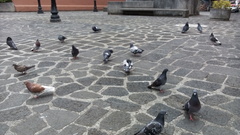 Columba livia