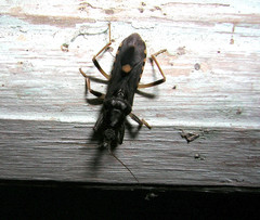 Ectomocoris atrox