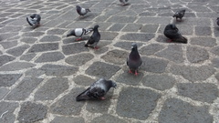 Columba livia