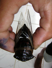 Cryptotympana varicolor