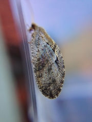 Wesmaelius subnebulosus