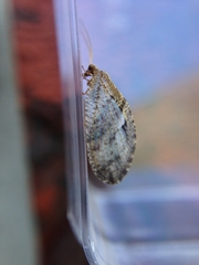 Wesmaelius subnebulosus