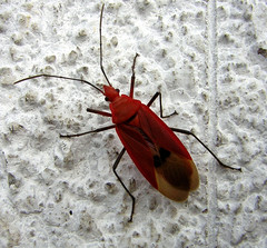 Dysdercus fuscomaculatus