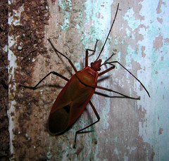 Dysdercus fuscomaculatus