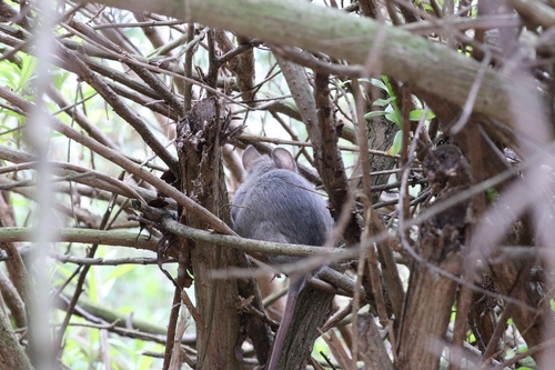 iNaturalist observation photo of Big-eared Woodrat