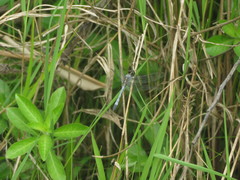 Erythrodiplax paraguayensis