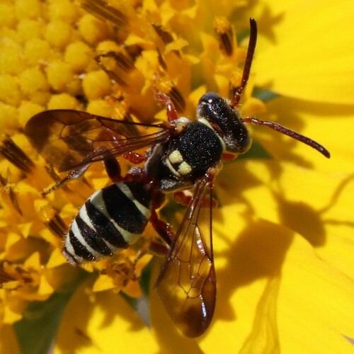 Texas Nomad Bee photo 3