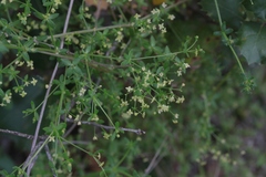 Galium nuttallii