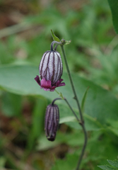 Silene bungei, photograph (c) Oleg Kosterin, some rights reserved (CC BY)