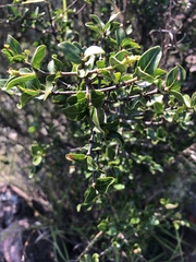 Vangueria soutpansbergensis