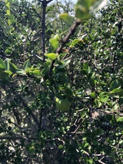Vangueria soutpansbergensis