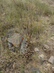 Lichtensteinia trifida