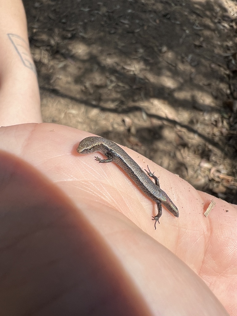 Friendly Sunskink