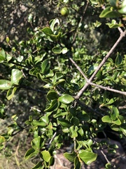 Vangueria soutpansbergensis