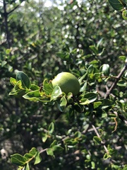 Vangueria soutpansbergensis