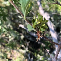 Vangueria macrocalyx