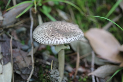 Amanita