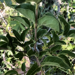 Vangueria macrocalyx