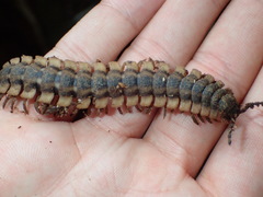 Platyrhacoidea