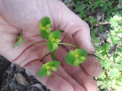Euphorbia roemeriana