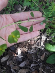 Euphorbia roemeriana