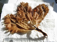 Lichtensteinia trifida