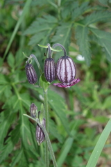 Silene bungei