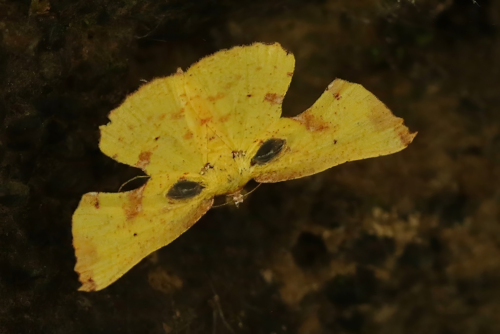 Corymica spatiosa (Corymica spatiosa)