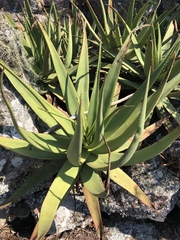 Aloe spicata