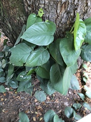 Epipremnum